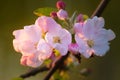 Beautiful blooming apple trees in spring park close up