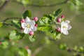 Beautiful blooming apple trees in spring park close up. The Apple tree blooms. Spring flowers Royalty Free Stock Photo