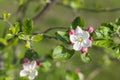 Beautiful blooming apple trees in spring park close up. The Apple tree blooms. Spring flowers Royalty Free Stock Photo