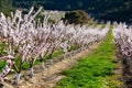 Beautiful blooming apricot trees in spring garden