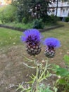 Beautiful blooming artichoke thistle or cardoon growing outdoors Royalty Free Stock Photo