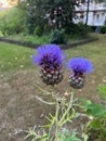 Beautiful blooming artichoke thistle or cardoon growing outdoors