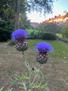 Beautiful blooming artichoke thistle or cardoon growing outdoors Royalty Free Stock Photo
