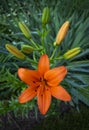 A beautiful blooming Asiatic Lily Red County, Asiatic Lily Blacklis Royalty Free Stock Photo