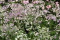 Beautiful Blooming Aster flowers