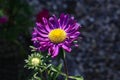Beautiful blooming asters of pink flowers. Autumn garden Royalty Free Stock Photo