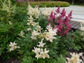 Beautiful blooming astilbe garden plants with small pink and white flowers Royalty Free Stock Photo