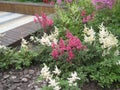 Beautiful blooming astilbe garden plants with small pink and white flowers Royalty Free Stock Photo