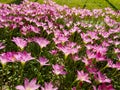 Beautiful blooming Autumn zephyrlily (Zephyranthes candida) in the sun. Rain Lily. Royalty Free Stock Photo