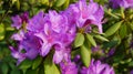 Beautiful blooming azalea - rhododendron Rhododendron Royalty Free Stock Photo