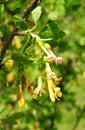 Blooming black currant in spring, Lithuania