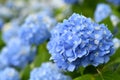 Beautiful blooming blue Hydrangea or Hortensia flowers Hydrangea macrophylla on blur background in summer. Royalty Free Stock Photo