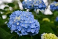 Beautiful blooming blue Hydrangea or Hortensia flowers Hydrangea macrophylla on blur background in summer.