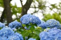 Beautiful blooming blue Hydrangea or Hortensia flowers Hydrangea macrophylla on blur background in summer.