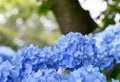 Beautiful blooming blue Hydrangea or Hortensia flowers Hydrangea macrophylla on blur background in summer. Royalty Free Stock Photo