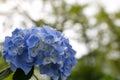 Beautiful blooming blue Hydrangea or Hortensia flowers Hydrangea macrophylla on blur background in summer. Royalty Free Stock Photo