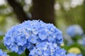 Beautiful blooming blue Hydrangea or Hortensia flowers Hydrangea macrophylla in summer. Royalty Free Stock Photo