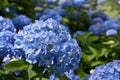 Beautiful blooming blue Hydrangea or Hortensia flowers Hydrangea macrophylla under the sunlight.