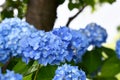 Beautiful blooming blue Hydrangea or Hortensia flowers Hydrangea macrophylla on blur background in summer. Royalty Free Stock Photo