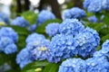 Beautiful blooming blue Hydrangea or Hortensia flowers Hydrangea macrophylla on blur background in summer. Royalty Free Stock Photo