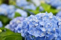 Beautiful blooming blue Hydrangea or Hortensia flowers Hydrangea macrophylla on blur background in summer. Royalty Free Stock Photo