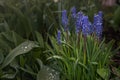 Beautiful blooming blue muscari flowers. A flower bed of blossoming murine hyacinth in a sunny day in early spring. Colorful Royalty Free Stock Photo