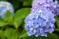 Beautiful blooming blue and purple Hydrangea or Hortensia flowers Hydrangea macrophylla. Royalty Free Stock Photo