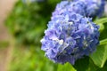 Beautiful blooming blue and purple Hydrangea or Hortensia flowers Hydrangea macrophylla on blur background in summer. Royalty Free Stock Photo