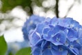 Beautiful blooming blue and purple Hydrangea or Hortensia flowers Hydrangea macrophylla on blur background in summer.