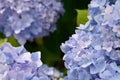 Beautiful blooming blue and purple Hydrangea or Hortensia flowers Hydrangea macrophylla on blur background in summer. Royalty Free Stock Photo