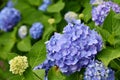Beautiful blooming blue and purple Hydrangea or Hortensia flowers Hydrangea macrophylla in summer. Royalty Free Stock Photo
