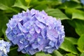 Beautiful blooming blue and purple Hydrangea or Hortensia flowers Hydrangea macrophylla under the sunlight on blur background.