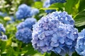 Beautiful blooming blue and purple Hydrangea or Hortensia flowers Hydrangea macrophylla under the sunlight in summer. Royalty Free Stock Photo