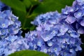 Beautiful blooming blue and purple Hydrangea or Hortensia flowers Hydrangea macrophylla under the sunlight in summer. Royalty Free Stock Photo