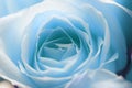 Beautiful blooming blue rose flower Royalty Free Stock Photo