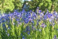 Beautiful blooming blue siberian iris