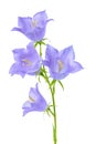 Beautiful blooming bluebell flower is on white backgrou