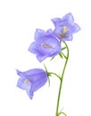 Beautiful blooming bluebell flower is on white backgrou