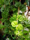 Beautiful blooming botanical, close-up of spearmint leaf in nature.