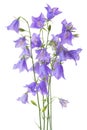 Beautiful blooming bouquet blue bell flower isolated on white ba Royalty Free Stock Photo