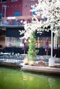 Beautiful blooming Bradford Pear tree along canal river side restaurant with outdoor table chair, balcony seatings, historic brick