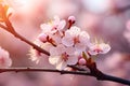 Beautiful blooming branch of cherry tree on blurred background, closeup, cherry blossom in spring, macro photo with shallow depth Royalty Free Stock Photo