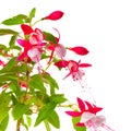 Beautiful blooming branch of red and white fuchsia flower is iso Royalty Free Stock Photo