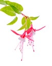 Beautiful blooming branch of red and white fuchsia flower is iso