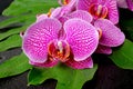 Beautiful blooming branch of stripped violet orchid Royalty Free Stock Photo