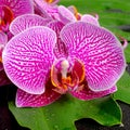 Beautiful blooming branch of stripped violet orchid Royalty Free Stock Photo