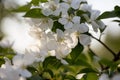 beautiful blooming branch with white flowers close-up. sunset rays in the spring garden. Royalty Free Stock Photo