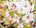 Beautiful Blooming Branch of White Sakura Flowers or Cherry Blossom Flowers Blooming on The Tree in Japan, Natural Background Royalty Free Stock Photo