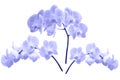 Beautiful blooming branches of phalaenopsis orchids isolated. Royalty Free Stock Photo