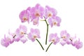 Beautiful blooming branches of pink phalaenopsis orchids isolated Royalty Free Stock Photo